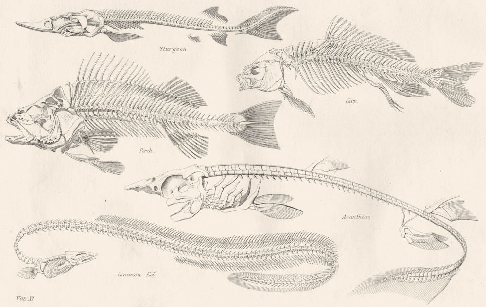 BIOLOGY. Skeletons; Fishes; Sturgeon; Carp; Perch; Acanthias; Cmn Eel 1880